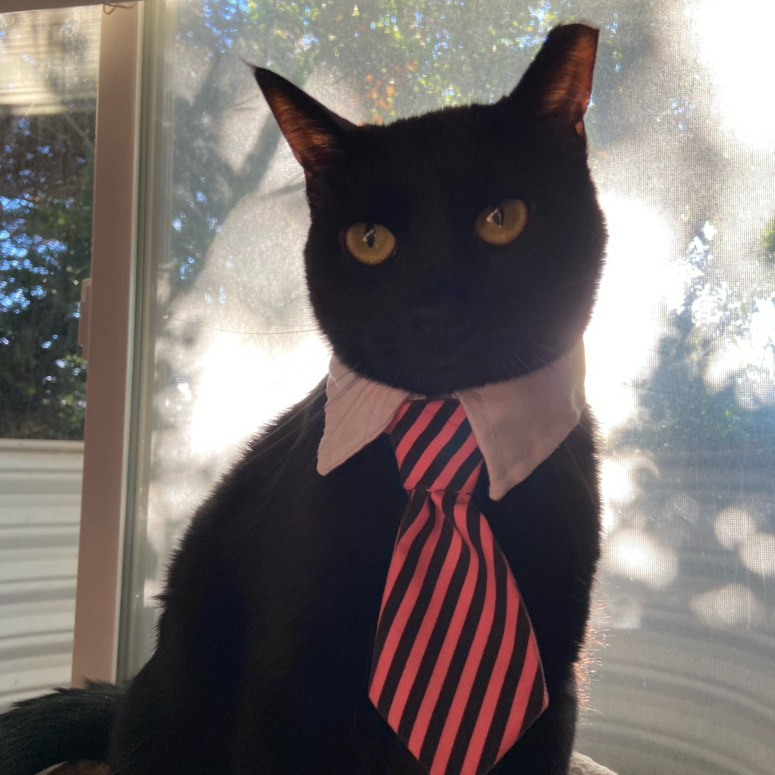 Lucy Cat Executive Officer